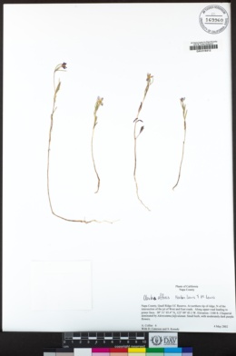 Clarkia affinis image