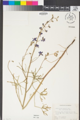 Delphinium parryi image