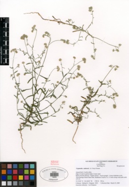 Cryptantha utahensis image
