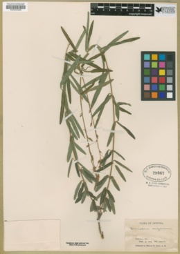 Desmodium arizonicum image