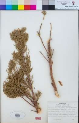 Juniperus occidentalis image