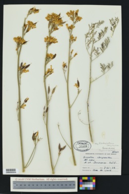 Image of Ehrendorferia chrysantha