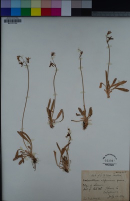 Primula tetrandra image