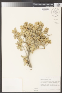 Quercus turbinella image