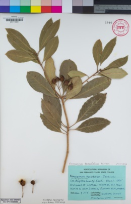 Image of Pittosporum tenuifolium