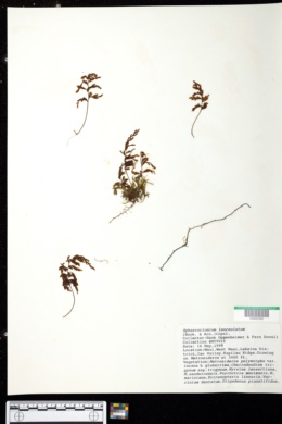 Hymenophyllum lanceolatum image