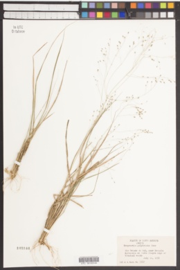 Eragrostis polytricha image