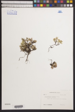 Image of Pyxidanthera barbulata
