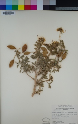 Cleomella arborea var. angustata image