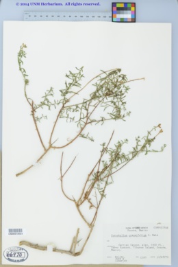 Porophyllum crassifolium image