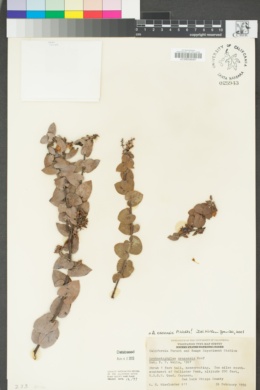 Arctostaphylos osoensis image
