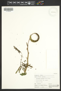 Calliandra tetragona image