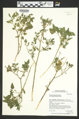 Physalis hederifolia var. palmeri image