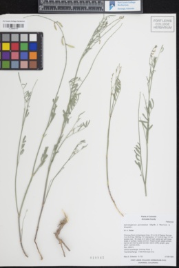 Astragalus proximus image