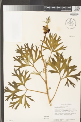 Paeonia californica image