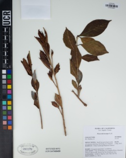 Ficus microcarpa image