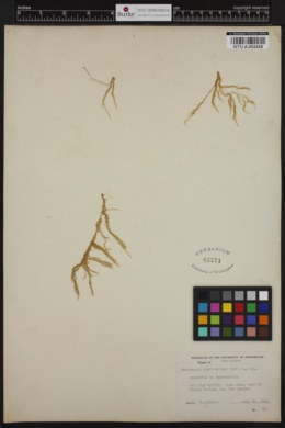 Ectocarpus confervoides image