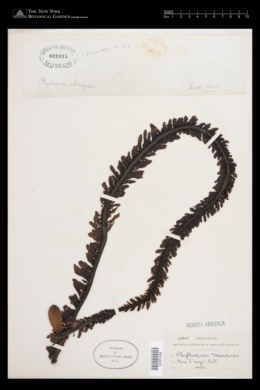 Phyllospora menziesii image