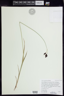 Image of Carex atratiformis