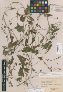 Image of Polygonum cristatum