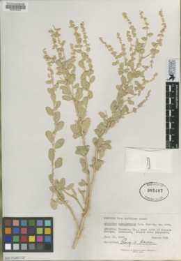 Image of Atriplex navajoensis