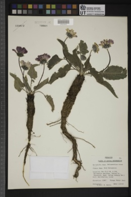 Balsamorhiza rosea image
