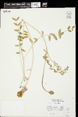 Hedysarum gmelinii image