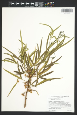 Image of Searsia lancea