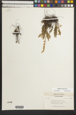Myriopteris wootonii image