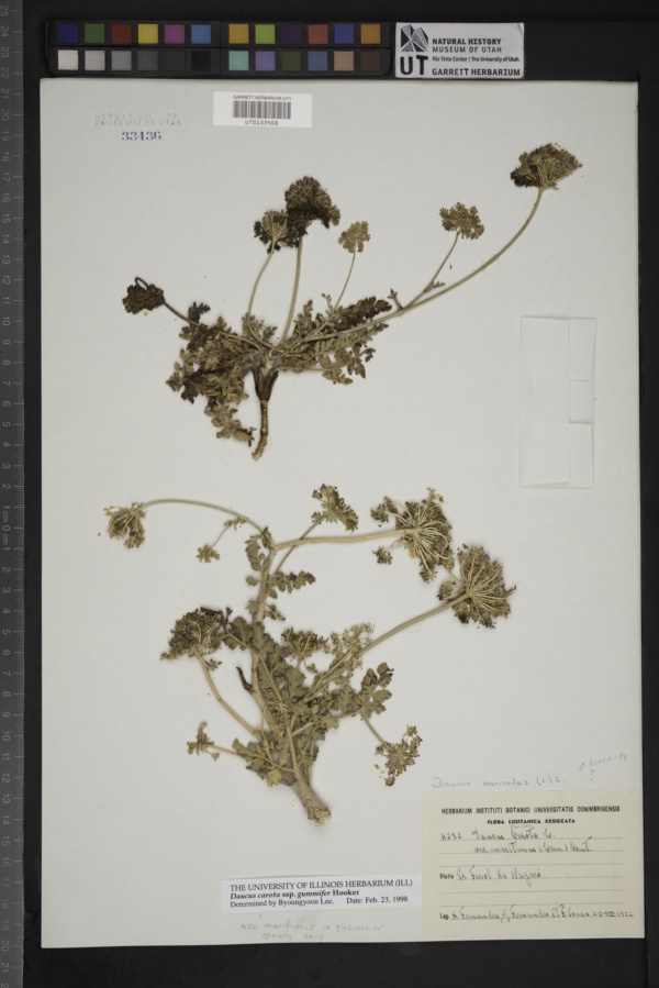 Daucus carota subsp. gummifer image