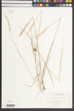 Image of Agrostis buchtienii