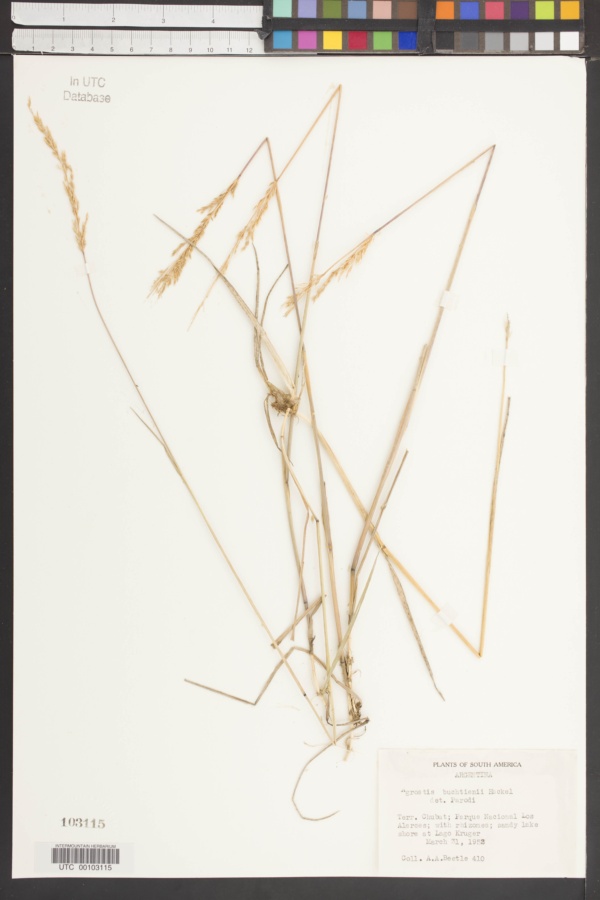 Agrostis buchtienii image