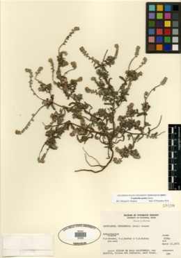 Image of Cryptantha arenophila