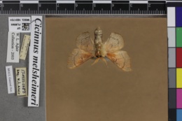 Cicinnus melsheimeri image