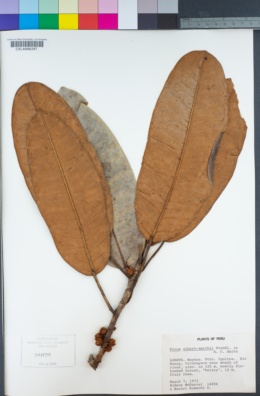 Image of Ficus albert-smithii