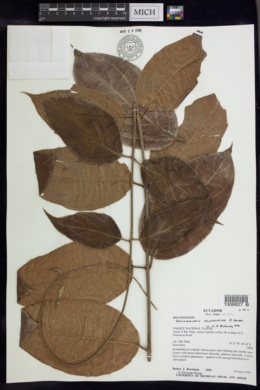 Banisteriopsis velutinissima image