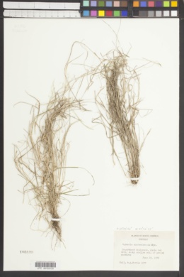 Agrostis montevidensis image