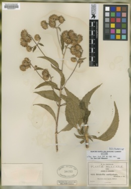Steviopsis amblyolepis image