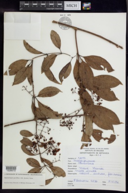 Banisteriopsis parviflora image