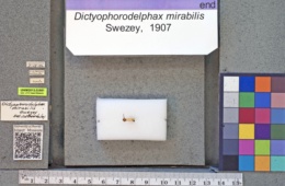 Image of Dictyophorodelphax mirabilis
