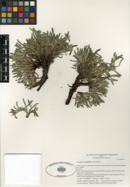 Image of Cryptantha capituliflora