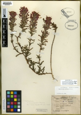 Castilleja anacapensis image