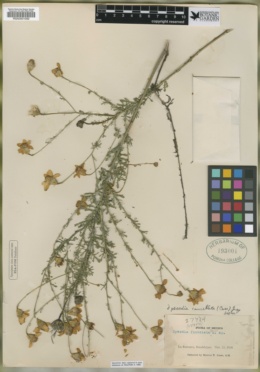 Image of Adenophyllum cancellatum