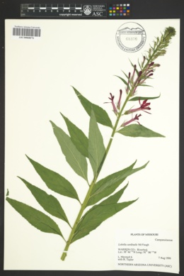 Lobelia cardinalis var. graminea image