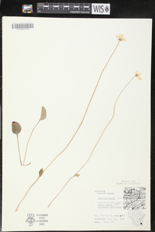 Parnassia glauca image