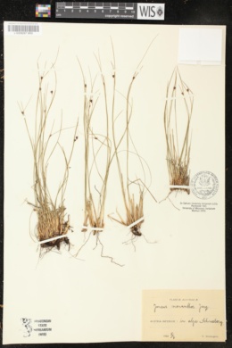 Juncus monanthos image