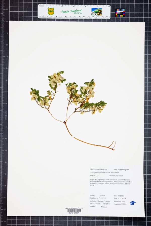 Astragalus pulsiferae var. suksdorfii image