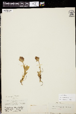 Trifolium parryi subsp. parryi image