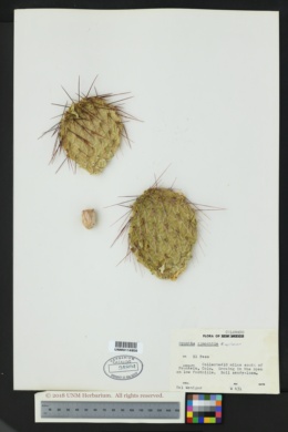 Opuntia cymochila image