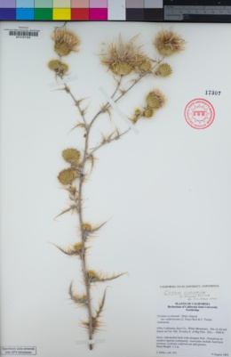 Image of Cirsium mohavense